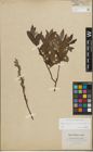 Foto von Salix lapponum L. x Salix silesiaca Willd.